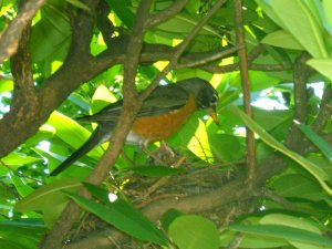 robin guards chicks 