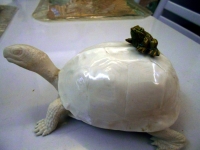 turtle